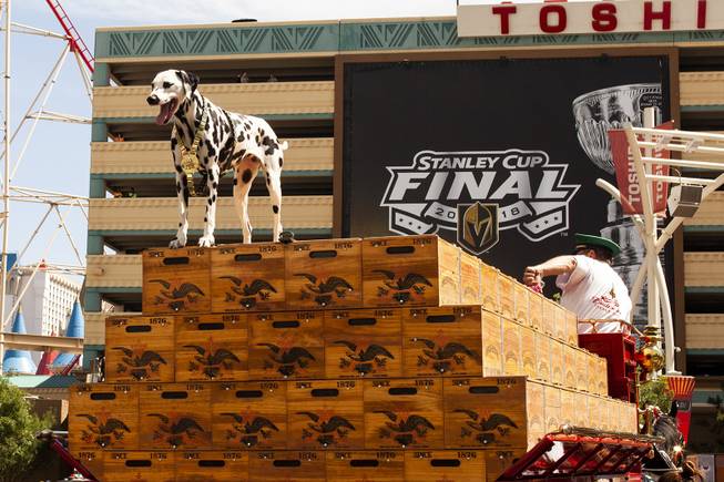 A dalmatian dog sits atop the Budweiser Clydesdale wagon during pregame festivities for Game 5 of the NHL Stanley Cup Final with the Vegas Golden Knights against the Washington Capitals at Toshiba Plaza outside T-Mobile Arena, Thursday, June 7, 2018.