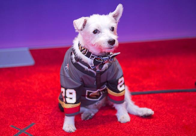 Bark-Andre Furry, a 10-year-old Jack Russell terrier arrives to the 2018 NHL Awards show at the Hard Rock Wednesday, June 20, 2018.