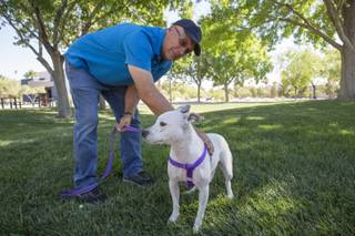 Michael Orth pets his 2-year old Basenji mix Hope during a stroll at the park, Wed. June 27, 2018.
