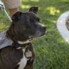 Zoey, who was rescued from a dog fighting pit in Texas, takes a break in the shade during a stroll at the park, Wed. June 27, 2018.