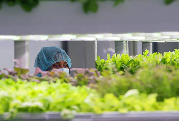A worker looks over trays of microgreens and herbs in a grow room at Oasis Biotech, a new indoor vertical farming facility, Wednesday, July 18, 2018.