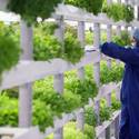 Oasis Biotech: Indoor Vertical Farming