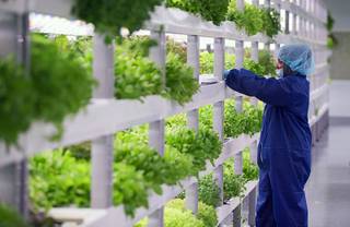 A worker looks over trays of microgreens and herbs in a grow room during the grand opening of Oasis Biotech, an indoor vertical farming facility, Wednesday, July 18, 2018.