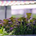 Oasis Biotech: Indoor Vertical Farming
