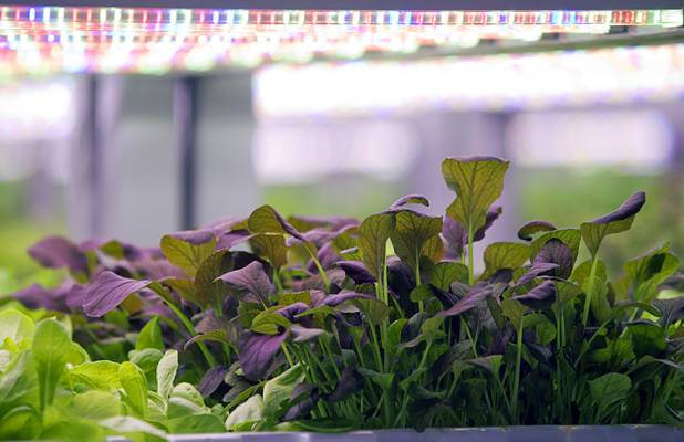 Microgreens and herbs are shown in a grow room during the grand opening of Oasis Biotech, an indoor vertical farming facility, Wednesday, July 18, 2018.