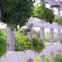 Oasis Biotech: Indoor Vertical Farming