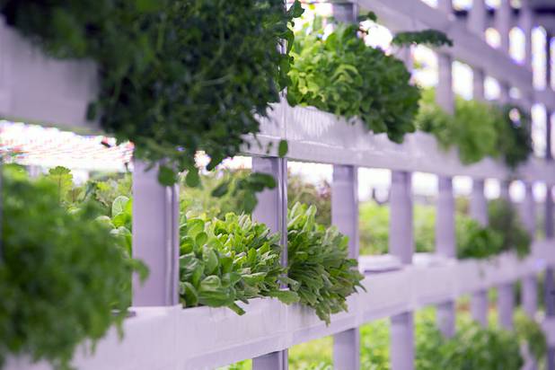 Microgreens and herbs are shown in a grow room during the grand opening of Oasis Biotech, an indoor vertical farming facility, Wednesday, July 18, 2018.