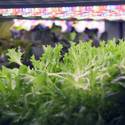 Oasis Biotech: Indoor Vertical Farming