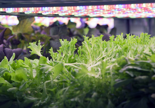 Microgreens and herbs are shown in a grow room during the grand opening of Oasis Biotech, an indoor vertical farming facility, Wednesday, July 18, 2018.