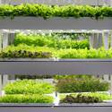 Oasis Biotech: Indoor Vertical Farming
