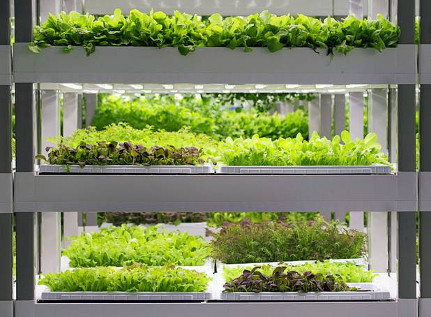 Microgreens and herbs are shown in a grow room during the grand opening of Oasis Biotech, an indoor vertical farming facility, Wednesday, July 18, 2018.