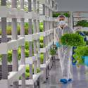 Oasis Biotech: Indoor Vertical Farming