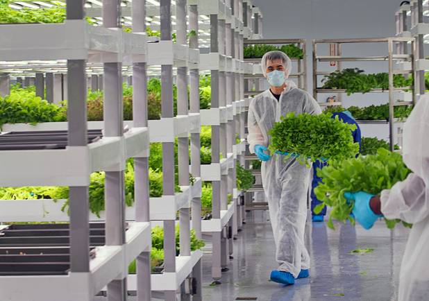 Workers harvest microgreens and herbs in a grow room during the grand opening of Oasis Biotech, an indoor vertical farming facility, Wednesday, July 18, 2018.