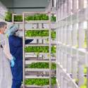 Oasis Biotech: Indoor Vertical Farming