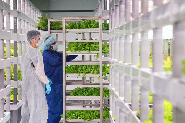 Workers harvest microgreens and herbs in a grow room during the grand opening of Oasis Biotech, an indoor vertical farming facility, Wednesday, July 18, 2018.