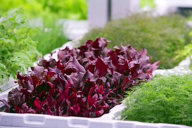 Microgreens and herbs are shown in a grow room during the grand opening of Oasis Biotech, an indoor vertical farming facility, Wednesday, July 18, 2018.