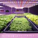 Oasis Biotech: Indoor Vertical Farming
