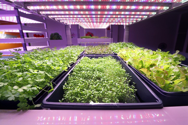 Microgreens and herbs are displayed in a showroom during the grand opening of Oasis Biotech, an indoor vertical farming facility, Wednesday, July 18, 2018.