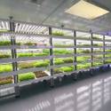 Oasis Biotech: Indoor Vertical Farming