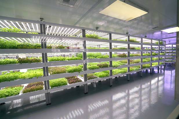 Microgreens and herbs are shown in a grow room during the grand opening of Oasis Biotech, an indoor vertical farming facility, Wednesday, July 18, 2018.