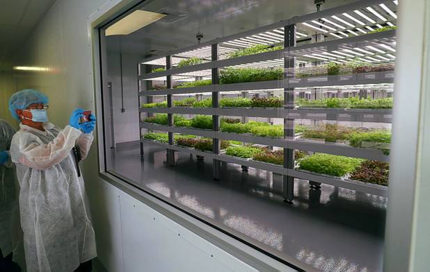 A guest takes a photo through a grow room window during a tour of Oasis Biotech, an indoor microgreen and herb vertical farming facility, Wednesday, July 18, 2018.