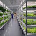 Oasis Biotech: Indoor Vertical Farming