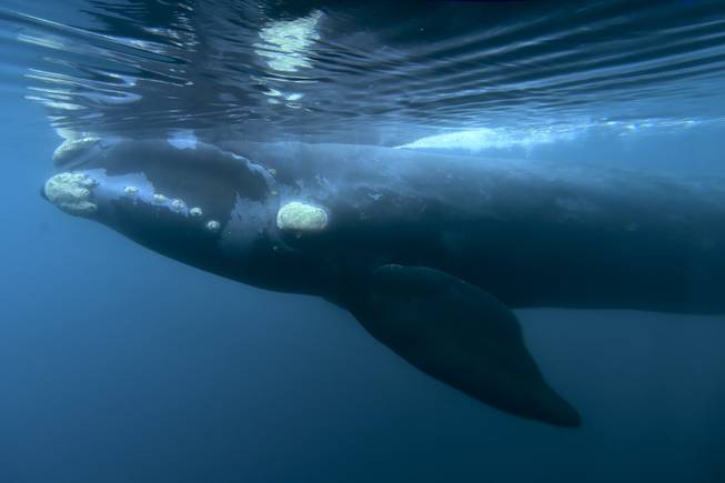 Southern Right Whale