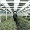 A member of the Hattori Farm stands among tea plants in Uji, Japan. 