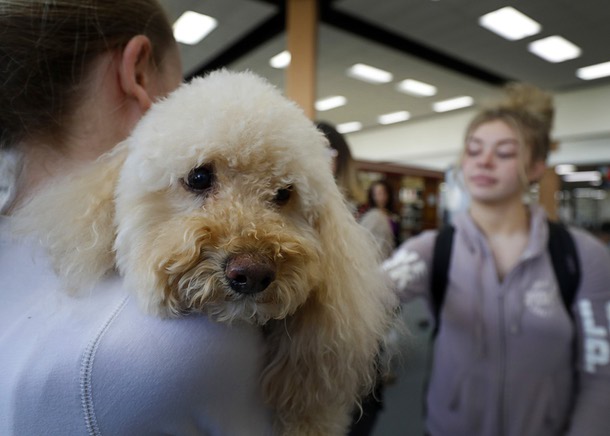 Benny, a poodle mix, is held by Taryn Thurgood during a Love Dog event in the College of Southern Nevada library in North Las Vegas Thursday, Nov. 8, 2018. The annual therapy dog event is designed to help students with the stress related to upcoming final exams.