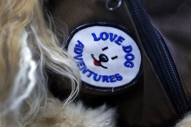A Love Dog patch is shown on Benny's harness during a Love Dog event in the College of Southern Nevada library in North Las Vegas Thursday, Nov. 8, 2018. The annual therapy dog event is designed to help students with the stress related to upcoming final exams.
