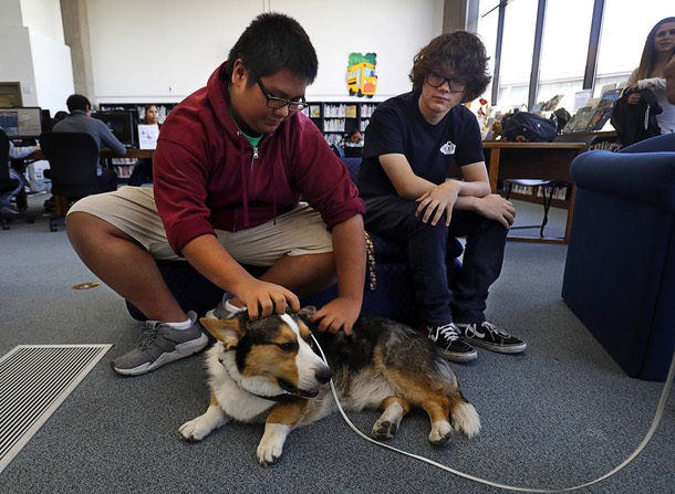 Students give some attention to Dylan, a Cardigan Welsh Corgi, during a Love Dog event in the College of Southern Nevada library in North Las Vegas Thursday, Nov. 8, 2018. The annual therapy dog event is designed to help students with the stress related to upcoming final exams.