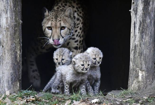 Cheetah Cubs Germany