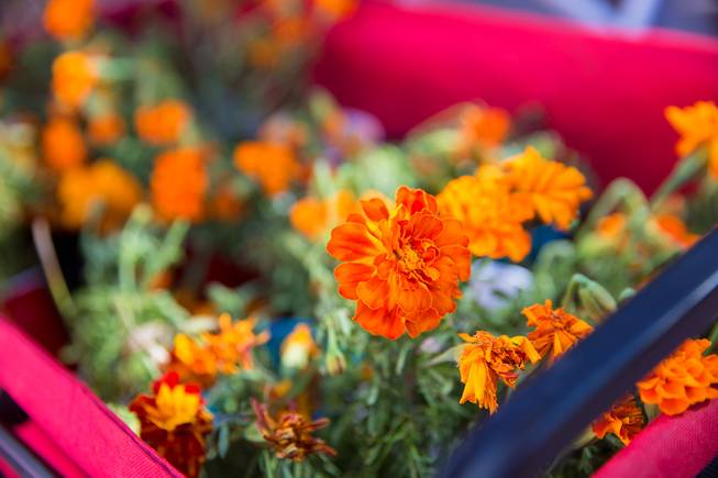 Flowers that were grown in the student garden at Dooley Elementary school are shown for sale during the Student Farmers Market at the Clark County Government Center, Thursday Nov. 8, 2018.