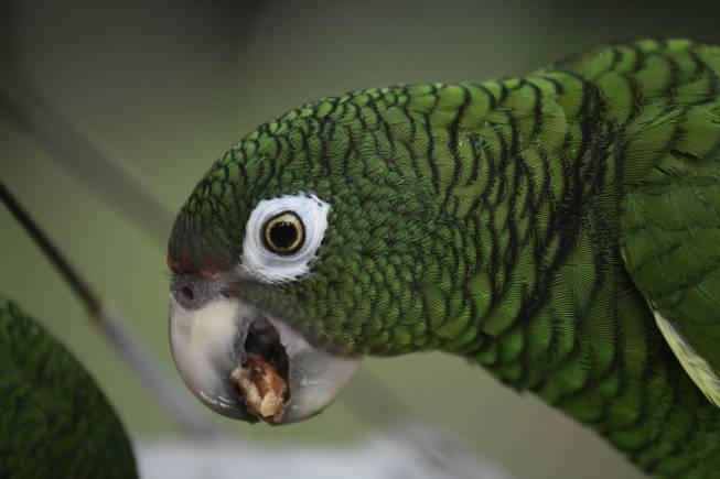 Puerto Rico Parrot