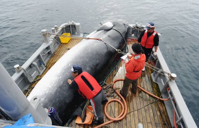 Japan Whaling