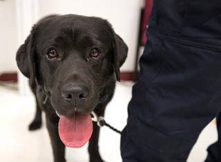 Ziggy, a one-year-old, gun-sniffing Labrador Retriever, waits to go to work with Clark County School District Police K9 Officer James Harris at Eldorado High School Tuesday, Feb. 19, 2019. CCSD Police have four dogs that can detect guns, live ammunition, power residue, and gun oil.