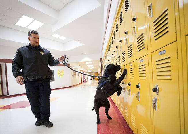 School K9s Sniff Out Guns and Ammo