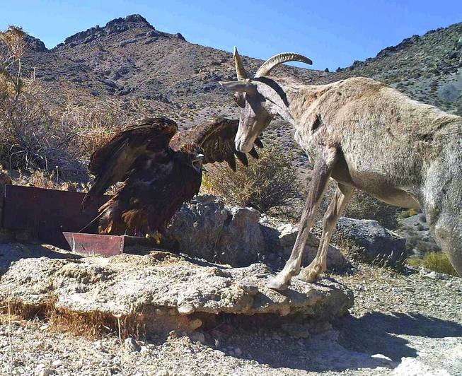 Wildlife in Nevada vs. Air Force