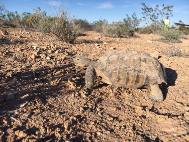 The desert tortoise Mojave Max emerged from his burrow inside the Springs Preserve at 12:50 p.m. Sunday in setting a new record for the latest arrival in his history ...
