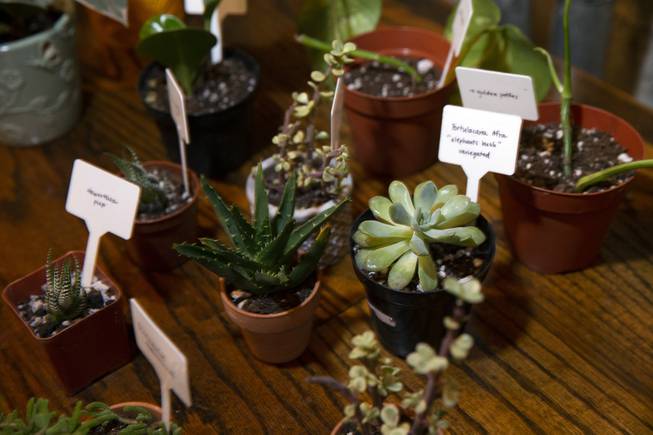 Plants are displayed on a table during a downtown plant ...