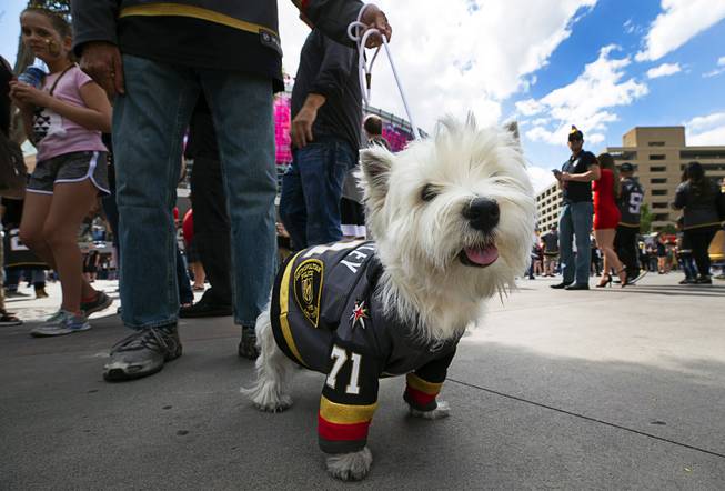 "Wild Bayley," a 3-year-old West Highland White Terrier, is shown in Vegas Golden Knights apparel in Toshiba Plaza before Game 6 of an NHL hockey first-round playoff series between the Vegas Golden Knights and the San Jose Sharks at T-Mobile Arena Sunday, April 21, 2019.