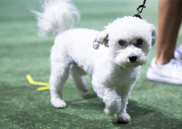 Julius, a 1-year-old Maltese, competes in the small dog category during the Animal Foundation's 16th annual Best In Show at the Thomas & Mack Center Sunday, April 28, 2019. Zappos For Good was the fundraiser's presenting sponsor.
