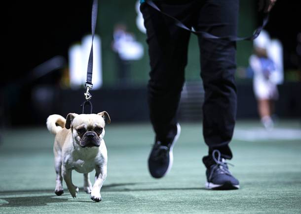 Winston, a 6-month-old pug competes in the small dog category during the Animal Foundation's 16th annual Best In Show at the Thomas & Mack Center Sunday, April 28, 2019. Zappos For Good was the fundraiser's presenting sponsor.