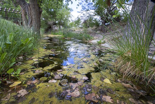 Frog Habitat At Springs Preserve