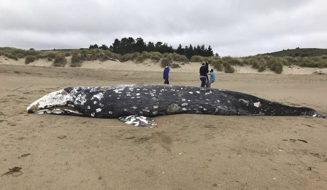Dead Whale