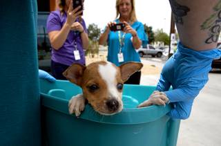 A Chihuahua puppy peeks out of a tub at the Animal Foundation Tuesday, June 25, 2019. The puppies were among 42 puppies brought to the Animal Foundation on Friday after being found by Metro Police during an investigation.