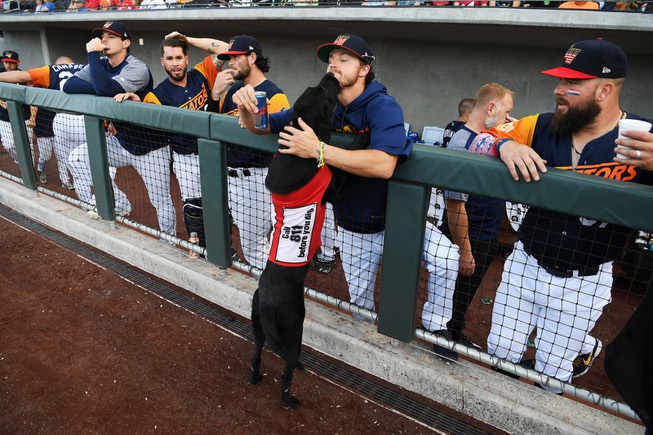 Finn the bat dog greets Las Vegas Aviators players before ...