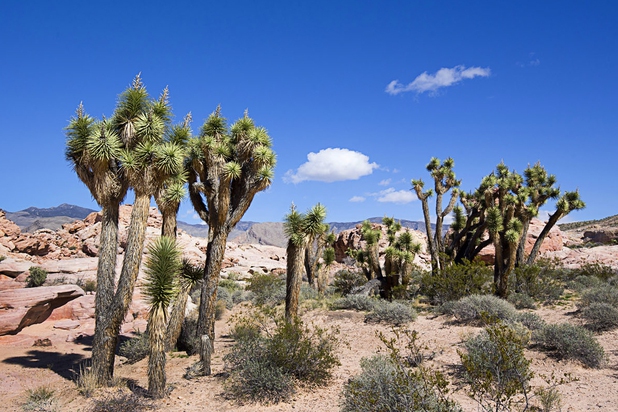 A view of Joshua Trees near Calvin's Rock in Gold Butte National Monument Thursday, Feb. 23, 2017.