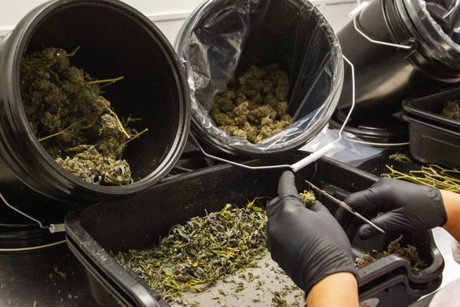 Buds are cleaned during a tour at the Premium Produce marijuana cultivation and production facility Friday, July 26, 2019.