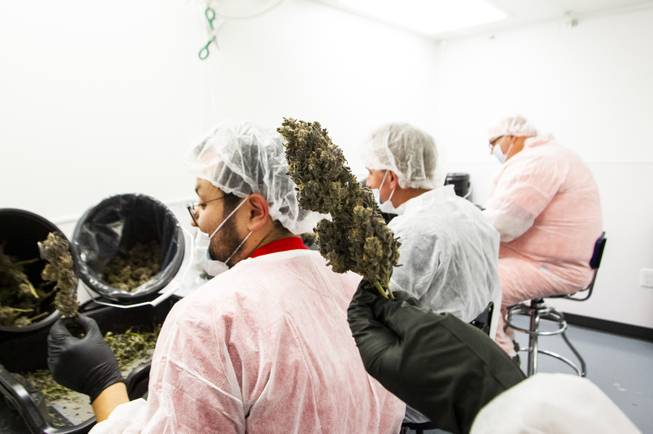 Frank Cabrera, Cultivation Facilities Manager at Premium Produce (not pictured), holds up a soon-to-be-trimmed marijuana branch during a tour at the Premium Produce marijuana cultivation and production facility Friday, July 26, 2019.